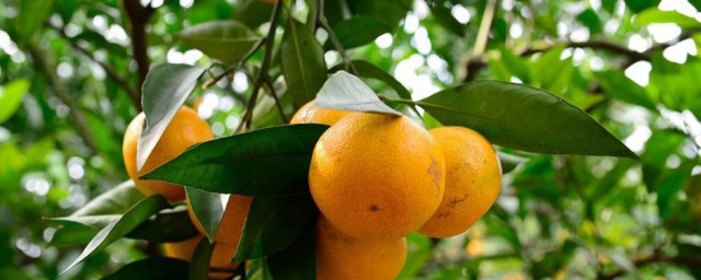 橘子怎麼大批量保存 橘子大批量保存方法