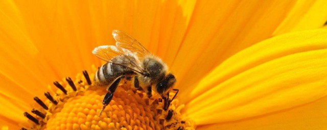 怎麼處理蜂子窩 有什麼需要註意的
