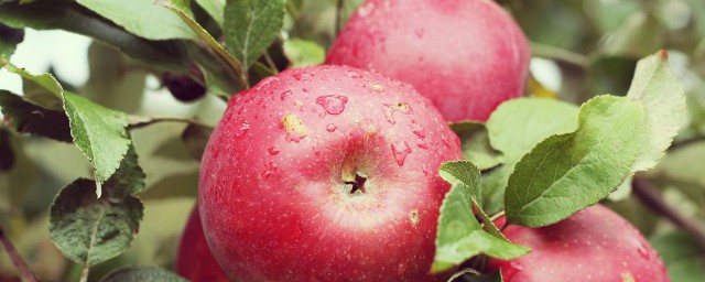 蘋果能放多久 蘋果在常溫下可以保存多久?