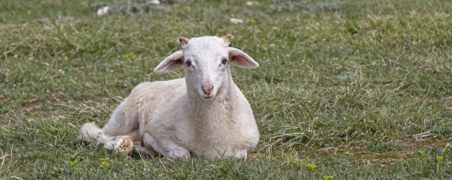 羊肚怎麼清洗才幹凈 清洗羊肚的步驟是什麼