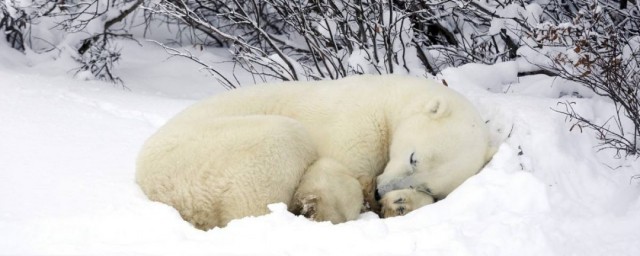 哪些動物會冬眠 什麼動物需要冬眠