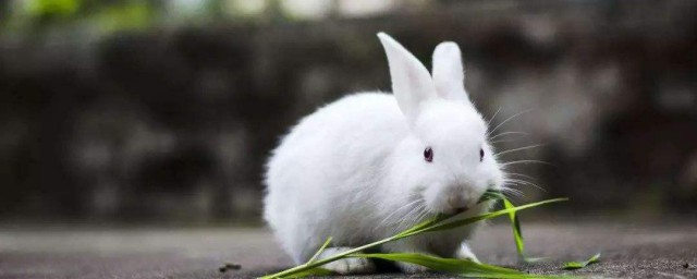 兔子不吃東西怎麼辦 一定要對癥下藥