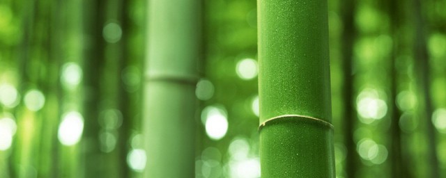 竹象征著什麼 竹子的象征意義是什麼