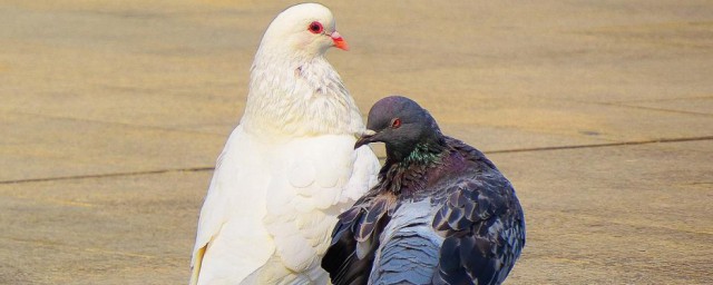 鴿子雌雄的辨別方法 鴿子雌雄的辨別方法簡述