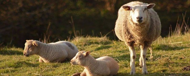 把羊養肥的方法 羊怎麼育肥