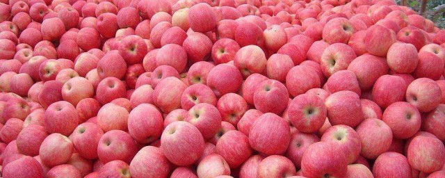 蘋果冬季栽培方法 蘋果冬季栽培技術