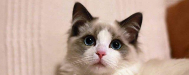 小貓多久睜眼 小貓多久睜眼的解析