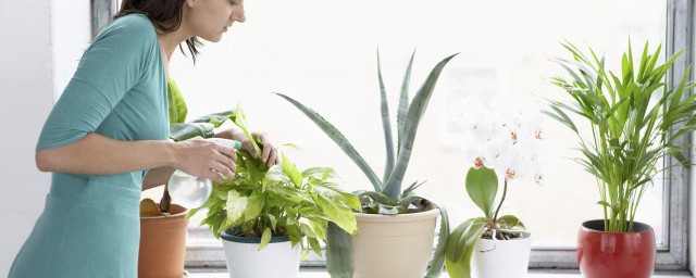 什麼植物好養 室內好養活的植物