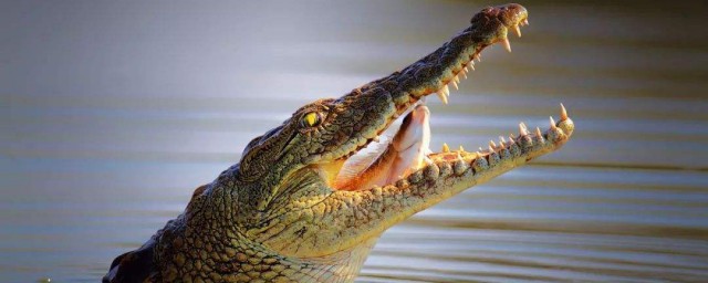 鱷魚的眼淚是什麼造成的 造成鱷魚掉淚的原因