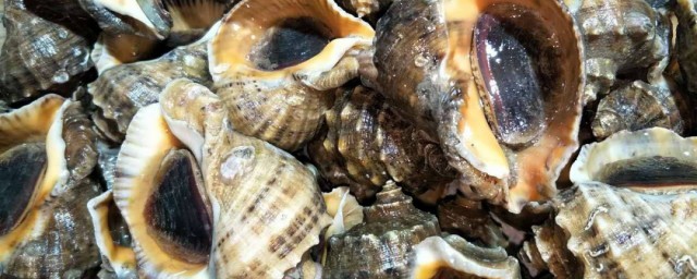 活海螺怎麼保存不會死 可以保存多久呢