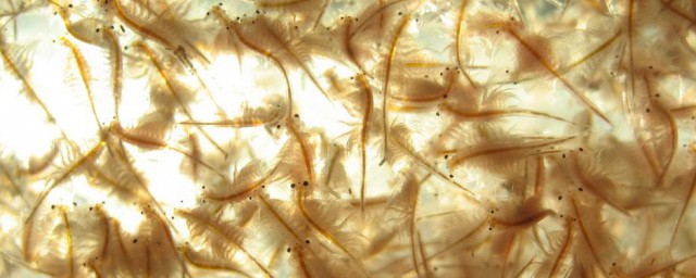 豐年蝦怎麼孵化 豐年蝦孵化解析