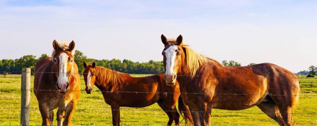 馬的壽命有多長 馬的壽命有多少