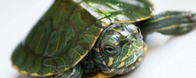 巴西龜的壽命有多長 巴西龜一般能活多久
