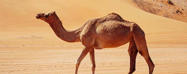 駱駝壽命有多長 是哺乳動物嗎