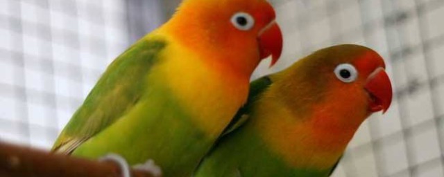 鸚鵡怎麼分辨公母 鸚鵡分辨公母的方法介紹