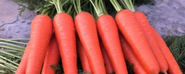 胡蘿卜的種植方法和時間 胡蘿卜如何種植
