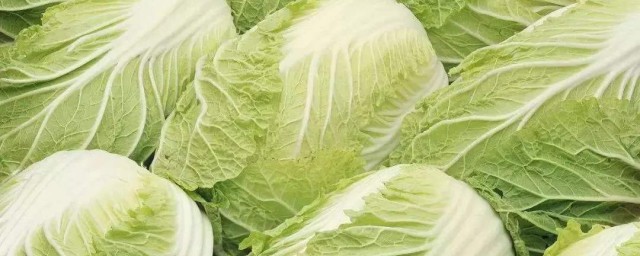 白菜的催芽方法 白菜的催芽方法是什麼
