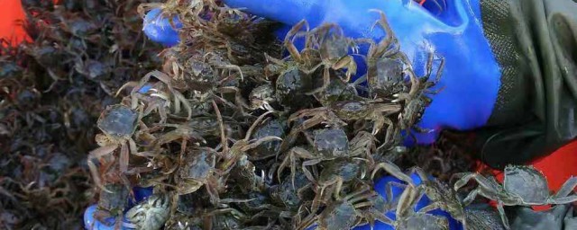 怎麼養螃蟹 螃蟹怎麼養