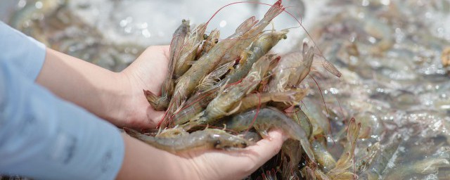 基圍蝦怎麼洗才幹凈 怎麼清洗基圍蝦