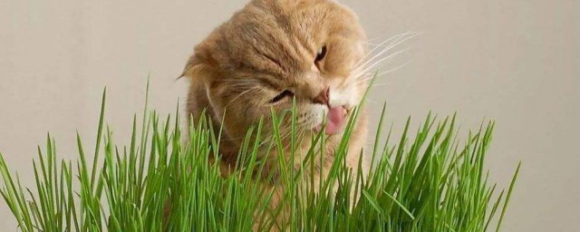貓草多久吃一次 你傢貓多久吃一次貓草