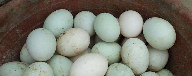 鴨蛋煮多久才熟 鴨蛋煮多久才熟的解析