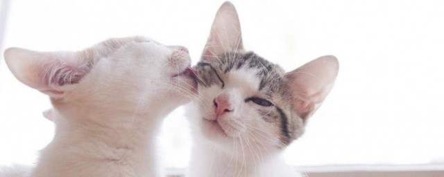 貓咪互相舔毛是啥意思 你瞭解過貓咪這一習性嗎