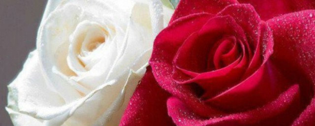 紅玫瑰與白玫瑰語錄 紅玫瑰與白玫瑰的語錄有哪些