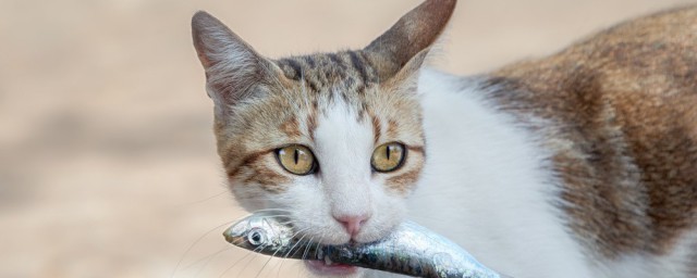 貓咪愛吃魚它們會被魚刺卡到嗎 貓被刺卡到會怎麼樣