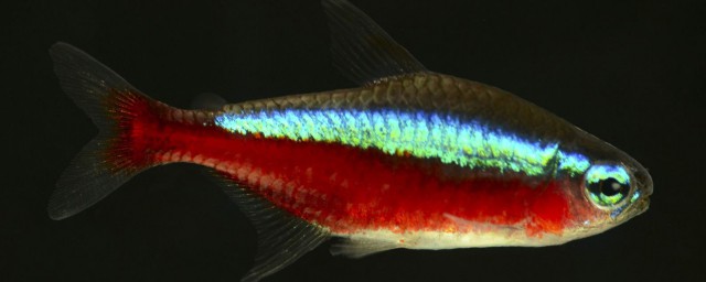 繁殖寶蓮燈魚的步驟 寶蓮燈魚怎麼繁殖