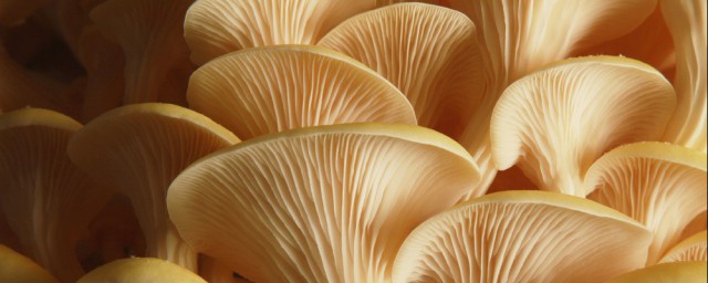 蘑菇種植方法 4個步驟種植出美味的蘑菇