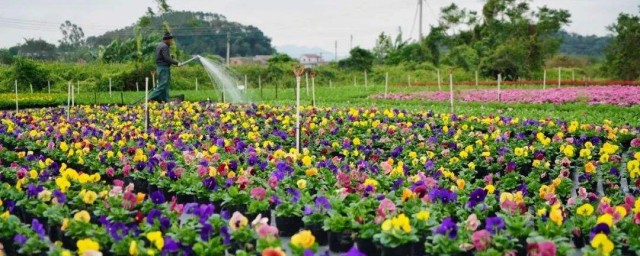 花卉栽培主要步驟 盆栽花卉栽培管理的基本方法有幾種