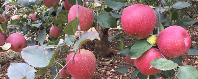 怎麼做熟蘋果好吃 蘋果營養和作用與功效