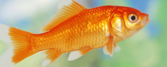 金魚多久換一次水 金魚多久換一次水的解析