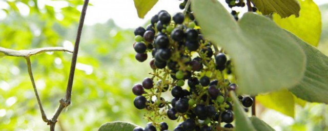 野葡萄養殖方法 怎麼養葡萄