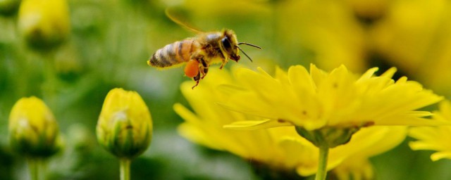 蜜蜂防蟎方法 需要準備什麼呢