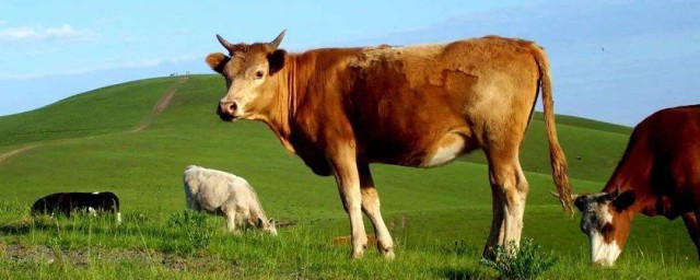 養母黃牛方法 怎麼養母黃牛