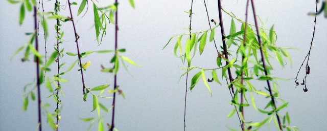 插柳種植方法 柳樹扦插種植方法