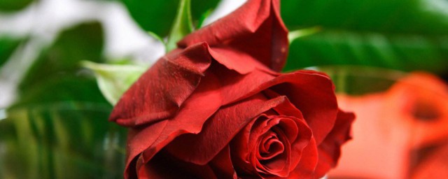 玫瑰花的養殖方法和註意事項 玫瑰花的養殖方法和註意事項有哪些