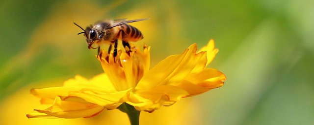 蜂蜜怎麼養 如何飼養蜜蜂