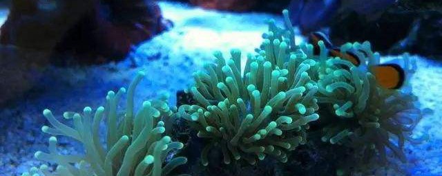 珊瑚珠養殖方法 如何養殖珊瑚珠