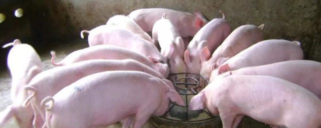 科學養豬的方法 如何科學養豬