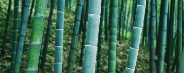 如何做才使竹制品不長蟲 如何做才能讓竹制品防蛀蟲