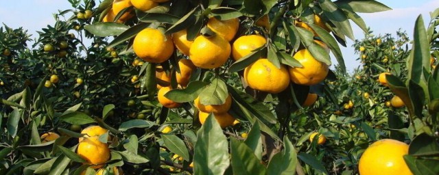 柑橘施肥方法 柑橘樹怎麼施肥