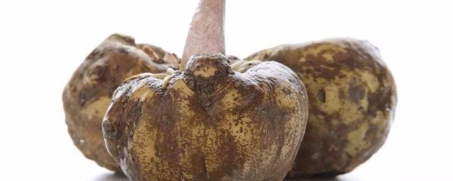 魔芋種植方法 魔芋如何種植