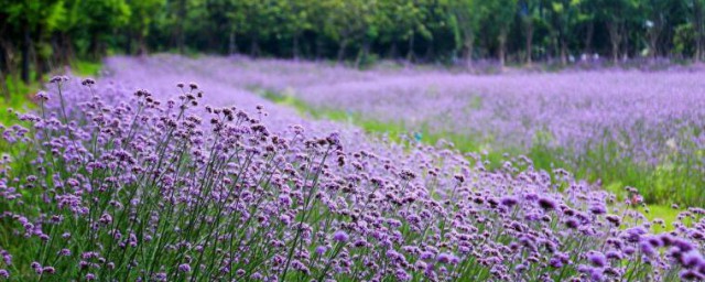 紫色馬鞭草種植方法 紫色馬鞭草如何種植