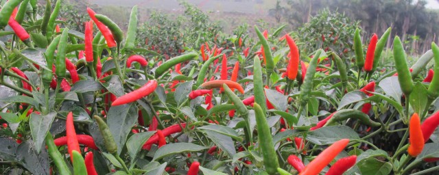 栽培辣椒的方法 辣椒怎麼種