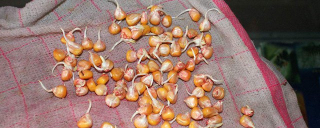 玉米催芽方法 玉米種子催芽方法是什麼