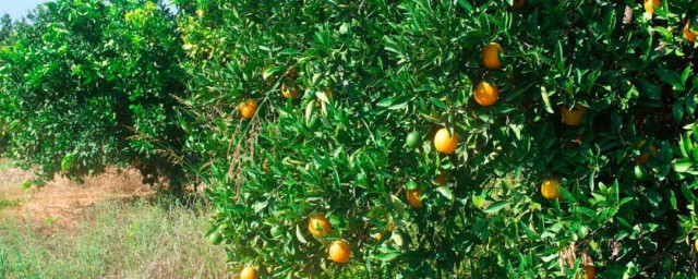 種柑橘的步驟 種柑橘的正確步驟