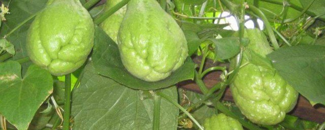 佛手瓜的種植方法 佛手瓜的種植方法介紹