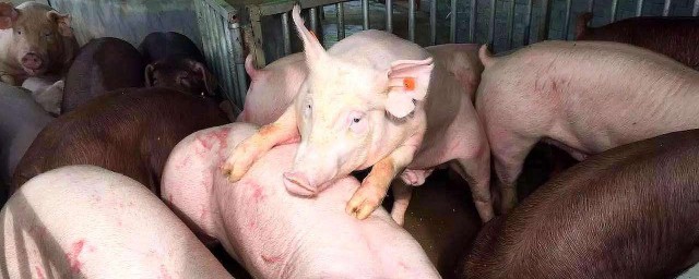 用什麼方法養豬好 養豬有哪些方法